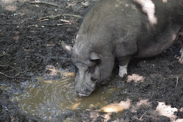 几支强队表 几支强队表